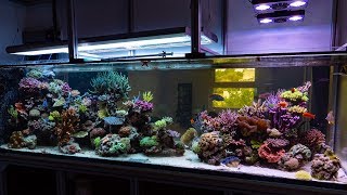 The Room Divider Reef Aquarium at White Corals [upl. by Gnivri]