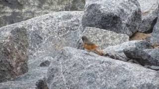 Eastern Black Redstart  30th October 2016 Skinningrove Cleveland UK [upl. by Majka]