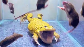 Asian Bullfrog With Many Big Mouse Asian Bullfrog Live Feeding [upl. by Margalit805]