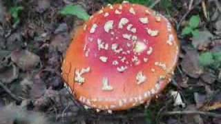 Fungi Slide Show [upl. by Scriven321]