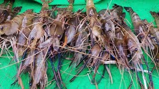 MANCING UDANG GALAH HAMPIR DI TABRAK POHON BESAR [upl. by Couhp]