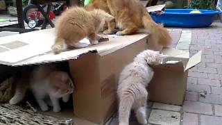 les chaton joue avec un carton et embête leur maman [upl. by Ojillib]