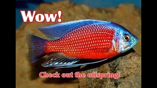 Colorful African Cichlids Stock Update [upl. by Assilram]