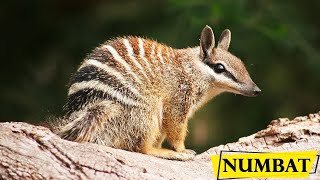 Numbat  Facts About The Small Marsupial Banded Anteater [upl. by Minsat]