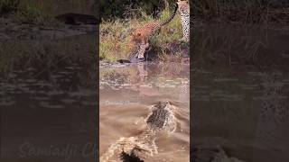 Crocodile Stalking Leopard leopard crocodile [upl. by Lutero708]