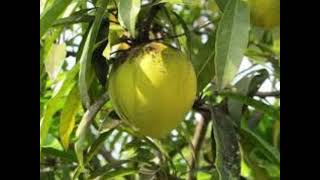 Guanábana Ecuadorians Famous Fruit [upl. by Anelac]