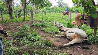 PEGANDO NOVILHA BRAVA NO VIZINHO A bicha é bruta demais [upl. by Ancelin468]