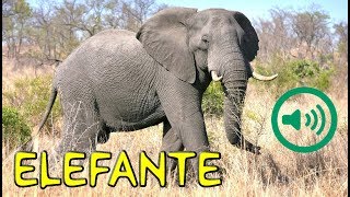 Grito de Elefante  Elephantidae [upl. by Aleakcim489]