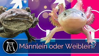 Axolotl Geschlechtsbestimmung So erkennst du WEN du da vor dir hast [upl. by Heater159]