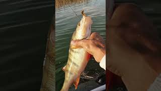 Powerful nibble of Perch on spinning  Tackle in action fishing fishingvideo [upl. by Agneta866]