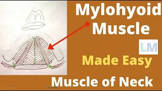 Mylohyoid muscle  Origin insertion nerve supply and actions  Mylohyoid muscle anatomy [upl. by Navets]