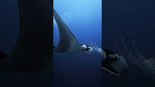 Fuvahmulah is stunningly beautiful offering an unforgettable oceanic manta encounter [upl. by Stormie]