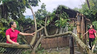 Harvesting the watermelon garden the windstorm destroyed part of my house [upl. by Ahsemad]