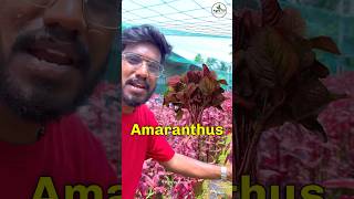 Red Amaranthus ❤️￼ ₹10  Agrotill  farming agriculture shorts [upl. by Brenk18]