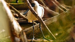 Royal Spoonbill or Blackbilled Spoonbill Platalea regia  Königslöffler [upl. by Prissie]