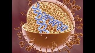 Gluten allergy in coeliac disease may be provoked by virus [upl. by Gualterio]