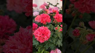 사랑비가 내려와 사랑비제라늄가드닝pelargoniumflower꽃바람 [upl. by Della351]