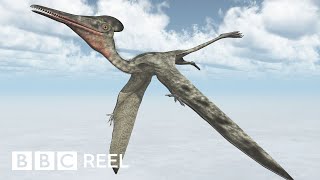 How to ride a pterosaur according to science  BBC REEL [upl. by Otreblaug307]