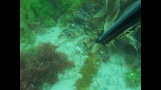 Spearfishing Hand Spearing Flounder [upl. by Sanburn]