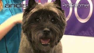 Grooming Guide  Cairn Terrier Pet Trim  Pro Groomer [upl. by Calypso539]