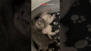 Scottish Fold Kittens The Adorable EarFolded Wonders [upl. by Packton]