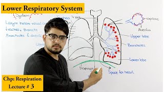 Trachea bronchi bronchioles and alveoli  Anatomy and Physiology [upl. by Guthrey]