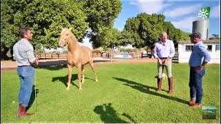 Bertín Osborne y su particular yeguada Huelva Sevilla [upl. by Haidabez]