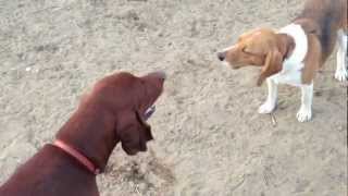 Vince the Beagle Vs CoonHound in howl off [upl. by Akemak]