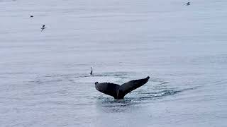 Spitsbergen the PONANT way PONANT [upl. by Ahsaetal]