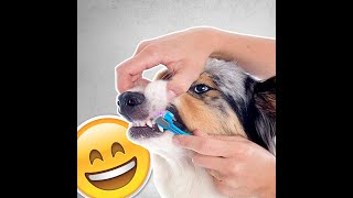 ThreeSided Pet Toothbrush [upl. by Terese]