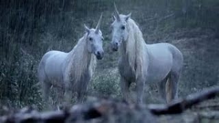 Real Unicorn Footage from Wales [upl. by Weinberg]