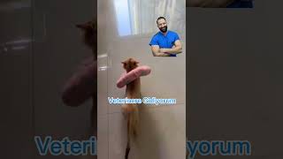 BEN VETERİNERE GİDİYORUM  Kediler Veteriner Hekimden Korkar Mı  veterinary [upl. by Rimma]