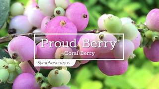 30 Seconds with Proud Berry® Coral Berry [upl. by Naashom]