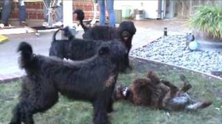 A Portuguese Water Dog Play Date [upl. by Nilat]