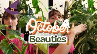 October Houseplant Favorites🎃10 Plants That Dont Know Its Autumn 🍂 [upl. by Darlleen]