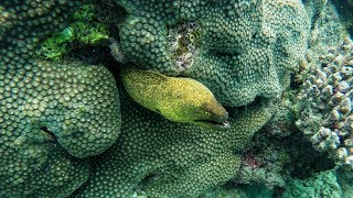 Reethi Faru  Maldives  Snorkelling [upl. by Kieryt]