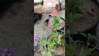 Verbena Flower  Verbena Plant Care  How To Grow Verbena Flowersshortsviralshortytshort [upl. by Ecyoj675]