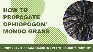 How to Propagate Ophiopogon  Mondo Grass [upl. by Adnilem]