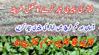 Tomato nursery  Tamatar Ki Kheti  Tomato farming in Pakistan  tamatar ki paneer [upl. by Olimac]