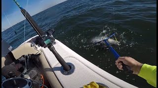 Striped Bass 102724 Jones Inlet Long Island [upl. by Tellford]