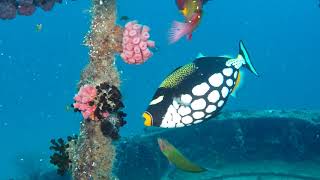 Diving Embudu House Reef and other dive sites in the South Male Atoll Maldives February 2019 [upl. by Ennovihs]