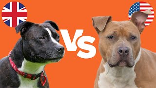 Staffy Bull Terrier vs Amstaff 6 KEY DIFFERENCES [upl. by Shushan]