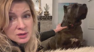 Alpha CANE CORSO DISCIPLINES Disrespectful Puppy Watch until the End [upl. by Eedyaj]