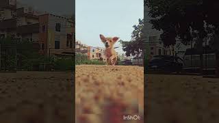 My cute rowdy baby viral viralvedio songlove and dog song love dogbeats [upl. by Erna]