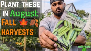 Vegetables To Grow In August  For Fall Harvest  newyork gardening greentgarden [upl. by Adaiha100]