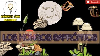 Los hongos Saprófitos 🍄🍂 [upl. by Kano390]