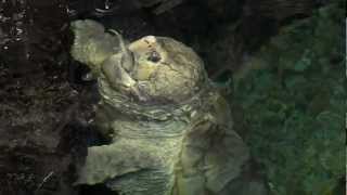 Alligator Snapping Turtle Feeding  Cincinnati Zoo [upl. by Aliemaj]