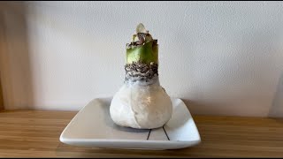 How To Dip A Amaryllis Bulb Into Wax [upl. by Yerfej]