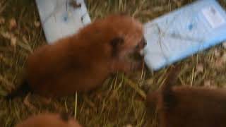 Новорожденные щенки карелофинской лайки в хладагенте  The Finnish Spitz pups in refrigerant [upl. by Janot]