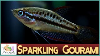 All About Sparkling Gourami  A Different Nano Fish [upl. by Aer]